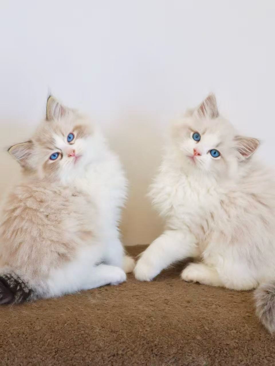 These Bicolour Ragdoll brothers will be joining us in a few days&rsquo; time! We can&rsquo;t wait for their arrival and share their journey with you. ☺️

🪄 Gatsby: Seal Tabby Bicolour boy 
☁️ Reuben: Blue Tabby Bicolour boy

Our private viewing slot
