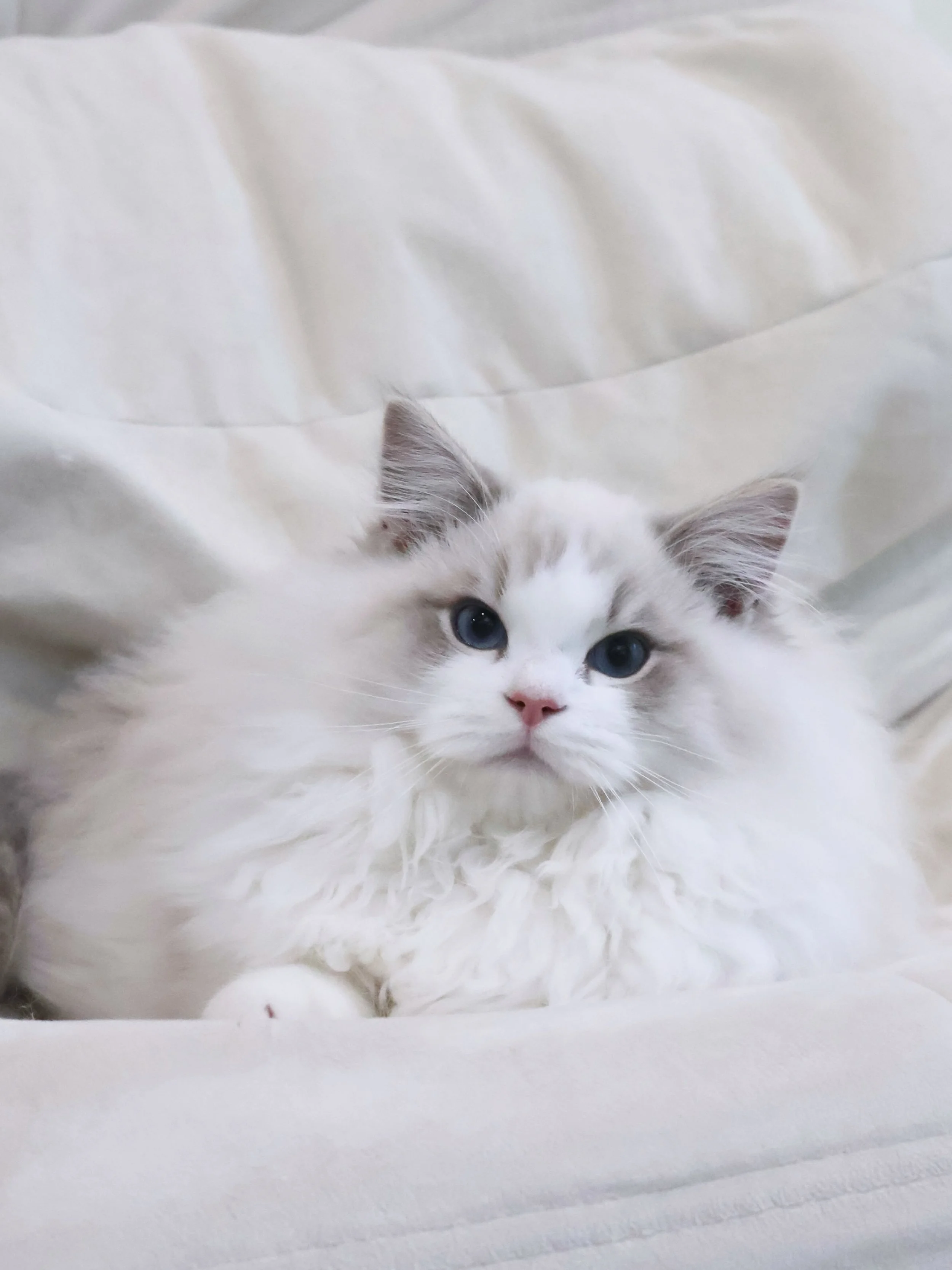 Reserved ☁️

This is Reuben, our absolute biggest and fluffiest Ragdoll boy! (2.4kg at 3.5 months old)

If you know Reuben, he&rsquo;s basically the Supervisor of our cattery. He&rsquo;s a massive, majestic little ball of fluff who loves  trotting ar