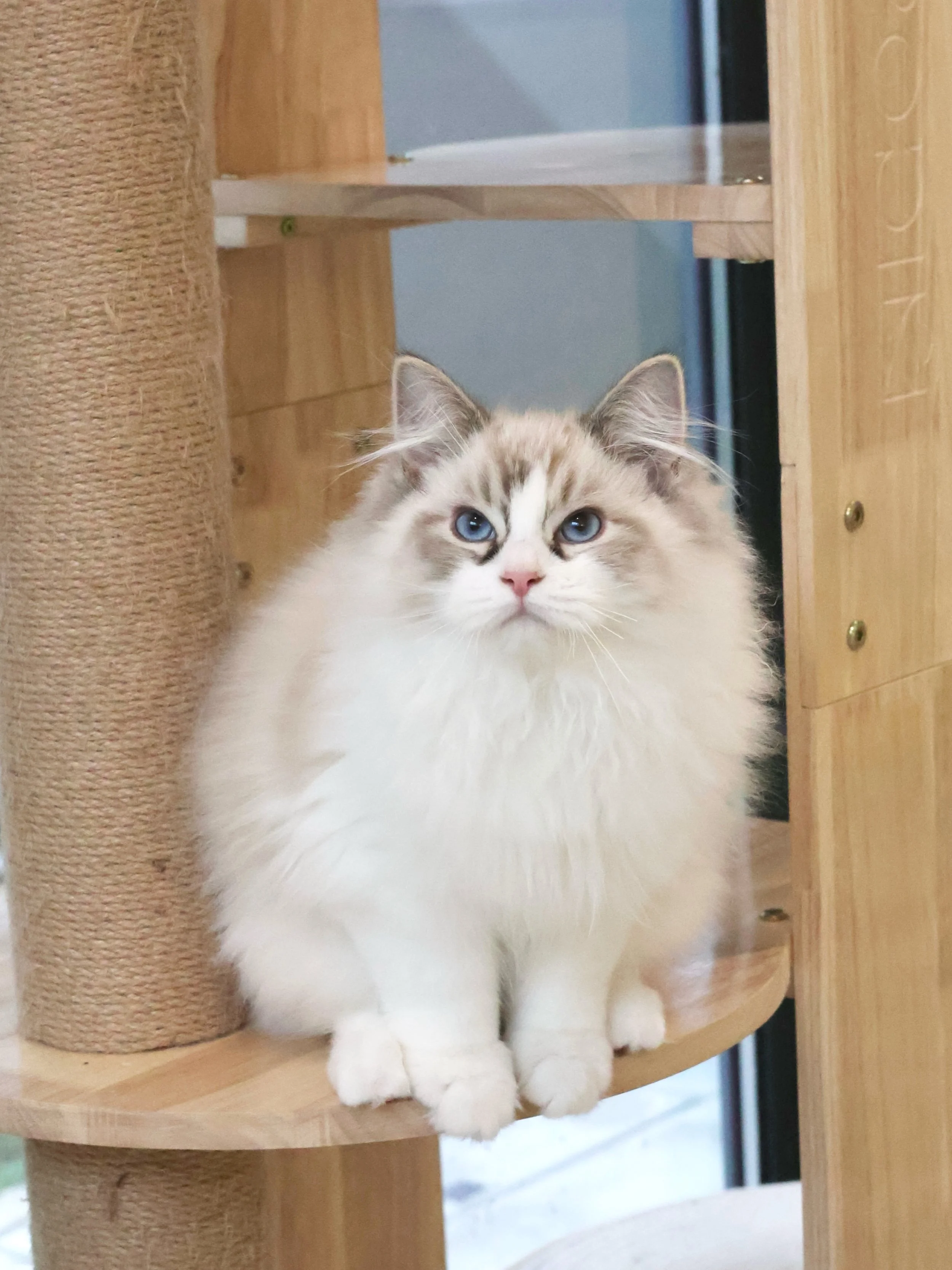 Reserved 🤎

Gatsby, our gorgeous Seal Tabby Bicolour Ragdoll boy has found his home as well! 🏡 

Fun fact about him: Those aren&rsquo;t actually tear stains around his eyes, just his adorable tabby mask markings!

His new family is definitely in fo