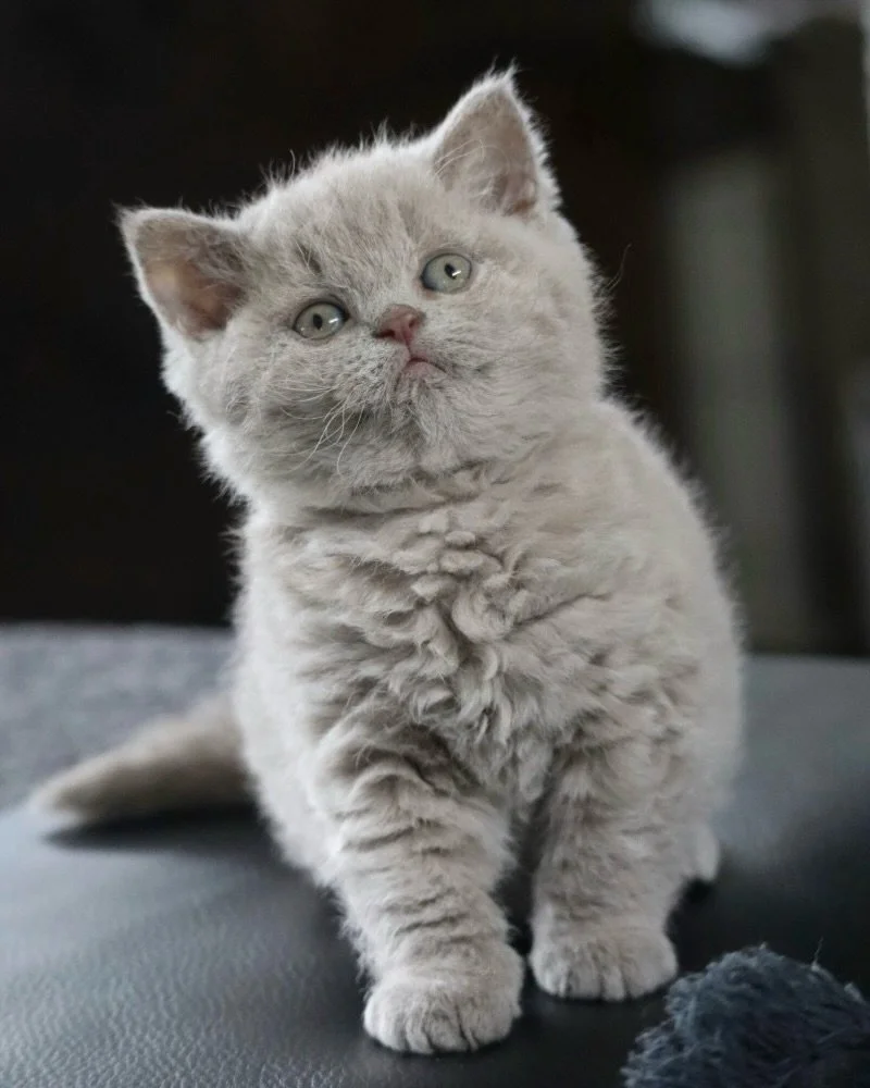 Coming this July, we are bringing in 3 incredibly special kittens for the very first time.

Meet the Selkirk Rex, affectionately known as the cats in &ldquo;sheep&rsquo;s wool&rdquo;! 🐑 

Imagine the sweet, chunky, and laid-back personality of a Bri
