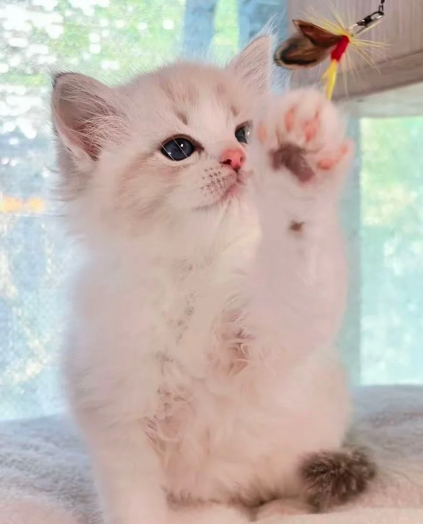 Counting down to November&hellip; ☁️

Four sweet Ragdoll kittens will be joining us next month, and we can&rsquo;t wait to introduce you to each of them!

Stay tuned for more kitten updates and behind-the-scenes moments. 🎬

📞 8373 5378
🌐 thecatsco