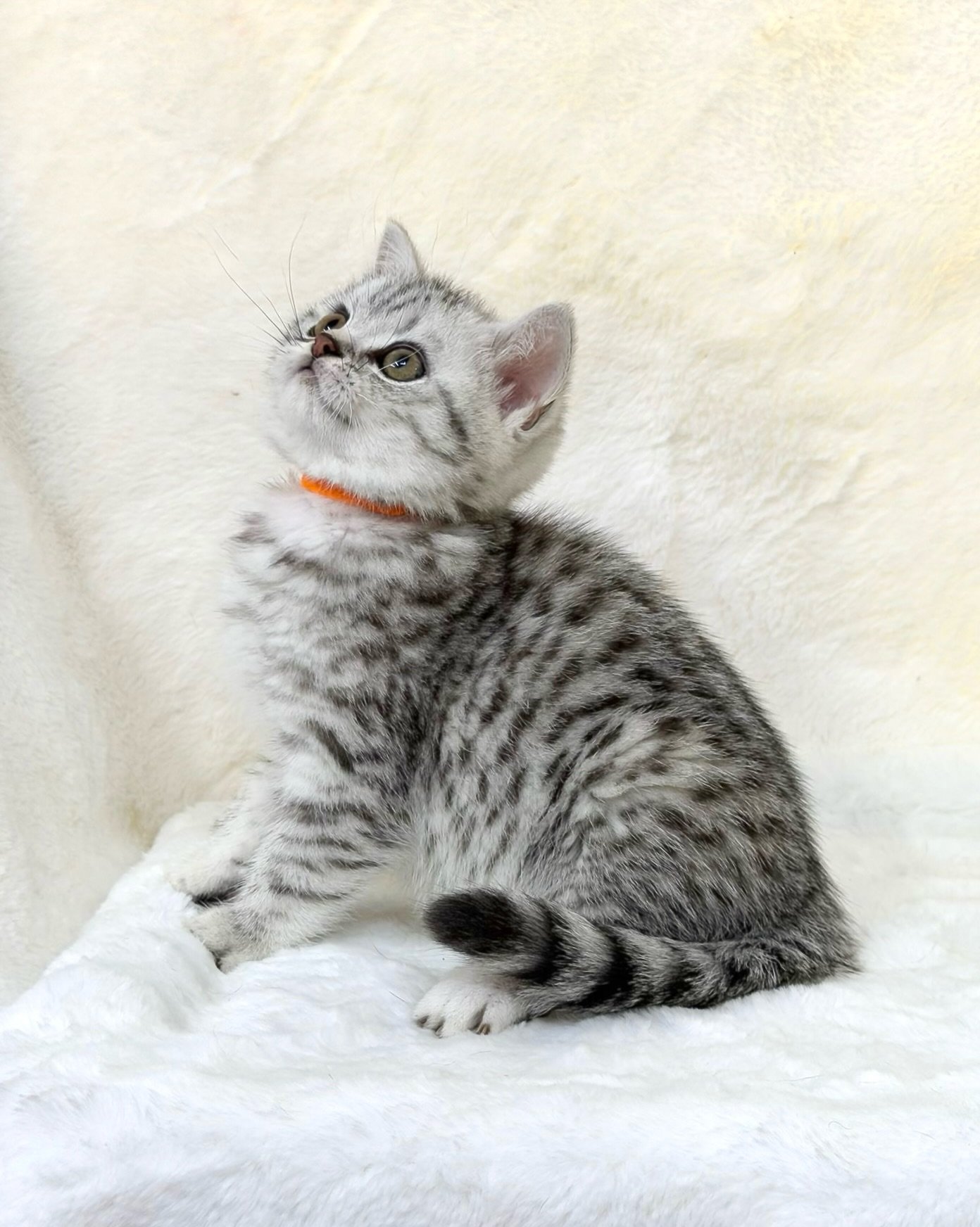 Both Reserved 💕

Two spotted tabby British Shorthair boys will be joining our cattery this week!✨

It&rsquo;s our very first time having spotted babies - they look like tiny cheetahs and are as sweet as can be. 🐆 

🧡 Sterling 
🖤 Rocky

Keen to we