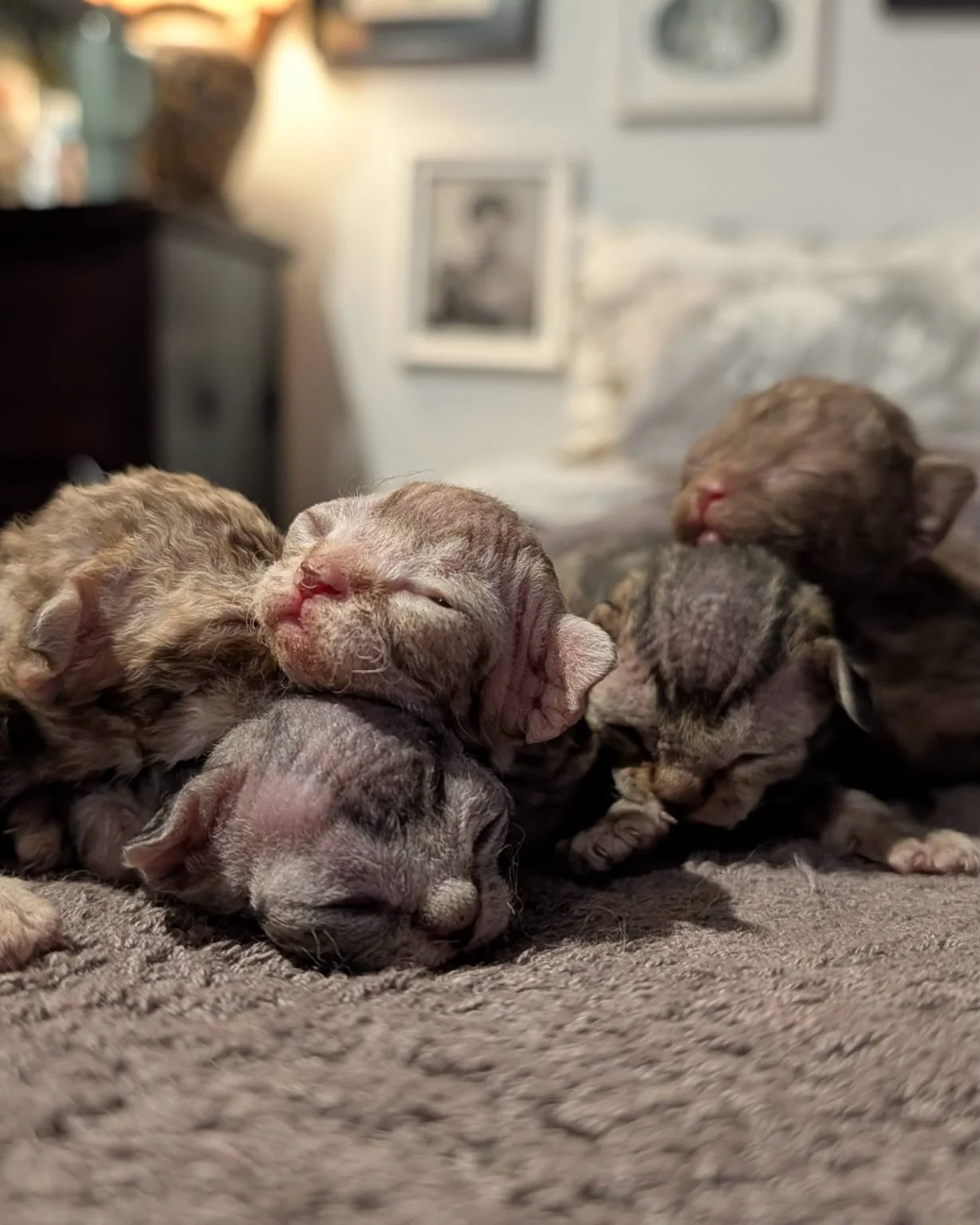 We received the sweetest update from our breeder: A new litter of Devon Rex kittens has been born! 🍼🐣

A few of these babies will be joining our cattery this coming December. 🎄 

Stay tuned - we will be sharing their journey with you as they grow!