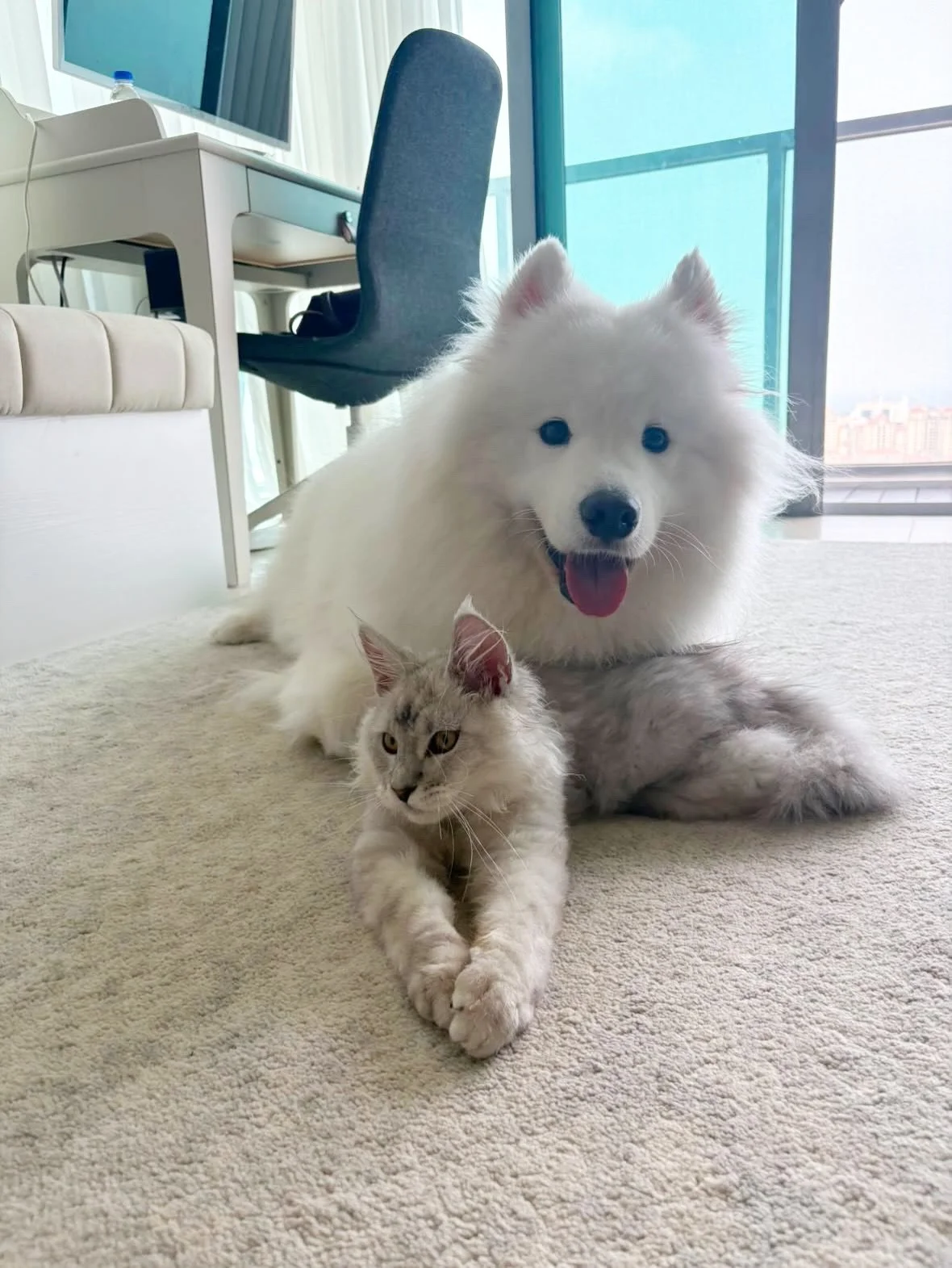 Some lovely moments of Winston and his new big brother! (Two gentle giants) 🏡🥰

When our kittens head off to their new homes, we always wonder how they are doing and hope they settle in smoothly. After all, moving into a new space can be a big stre