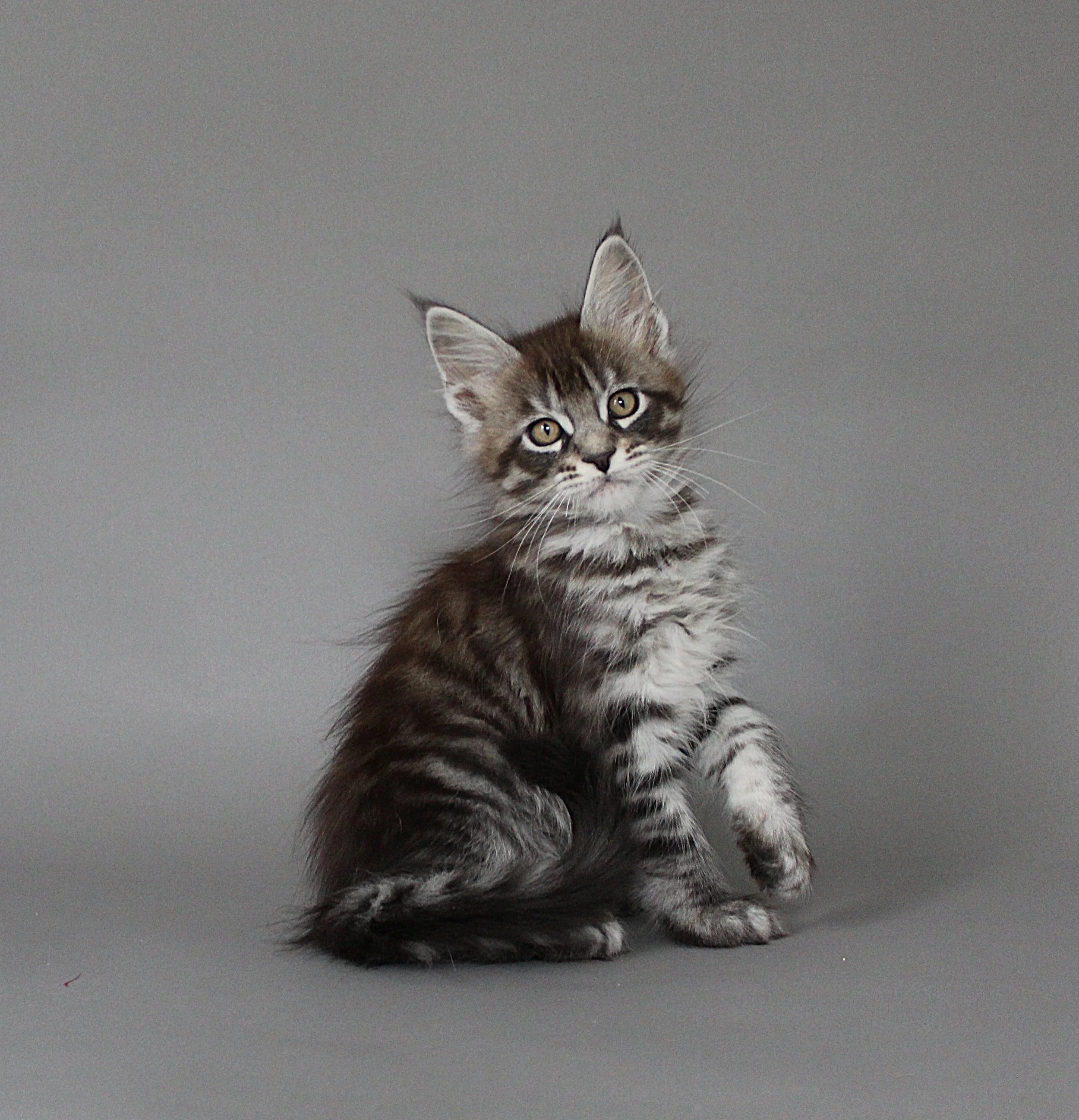 Reserved 🖤

Last but not least, introducing Wolfgang, our upcoming Black Silver Tabby Maine Coon boy! 🖤

He will be joining us very soon in mid-September. 

💌 DM us to arrange your private viewing session or to find out more
📞 8373 5378 
🪪 AVS L