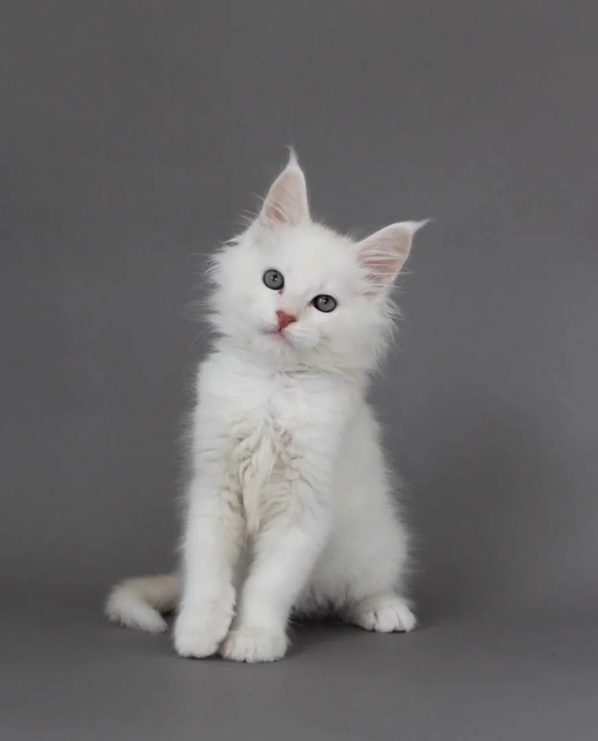 Meet Flint, our upcoming Red Silver Shaded Maine Coon boy. 🤍 

He&rsquo;ll be joining us in a few weeks&rsquo; time, together with 2 other boys.

💌 DM us to schedule your private viewing session or to find out more!
📞 8373 5378
🪪 AVS License: AS2