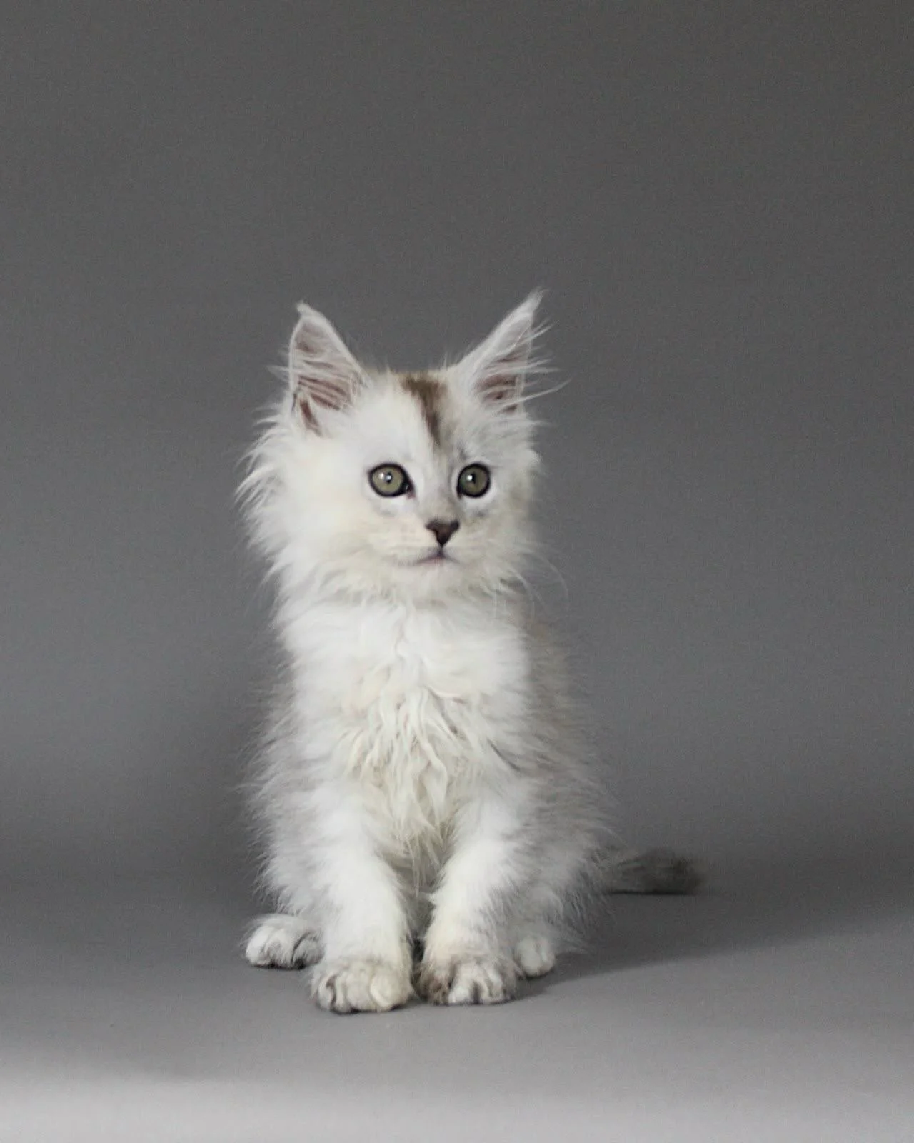 Reserved 🩶

Breeder&rsquo;s update: Our next litter of Maine Coon boys just wrapped up their very first photoshoot! 📸

This is Onyx, a Black Silver Shaded boy. Look at him rocking his adorable little mohawk! 

He will be joining us mid-September, a