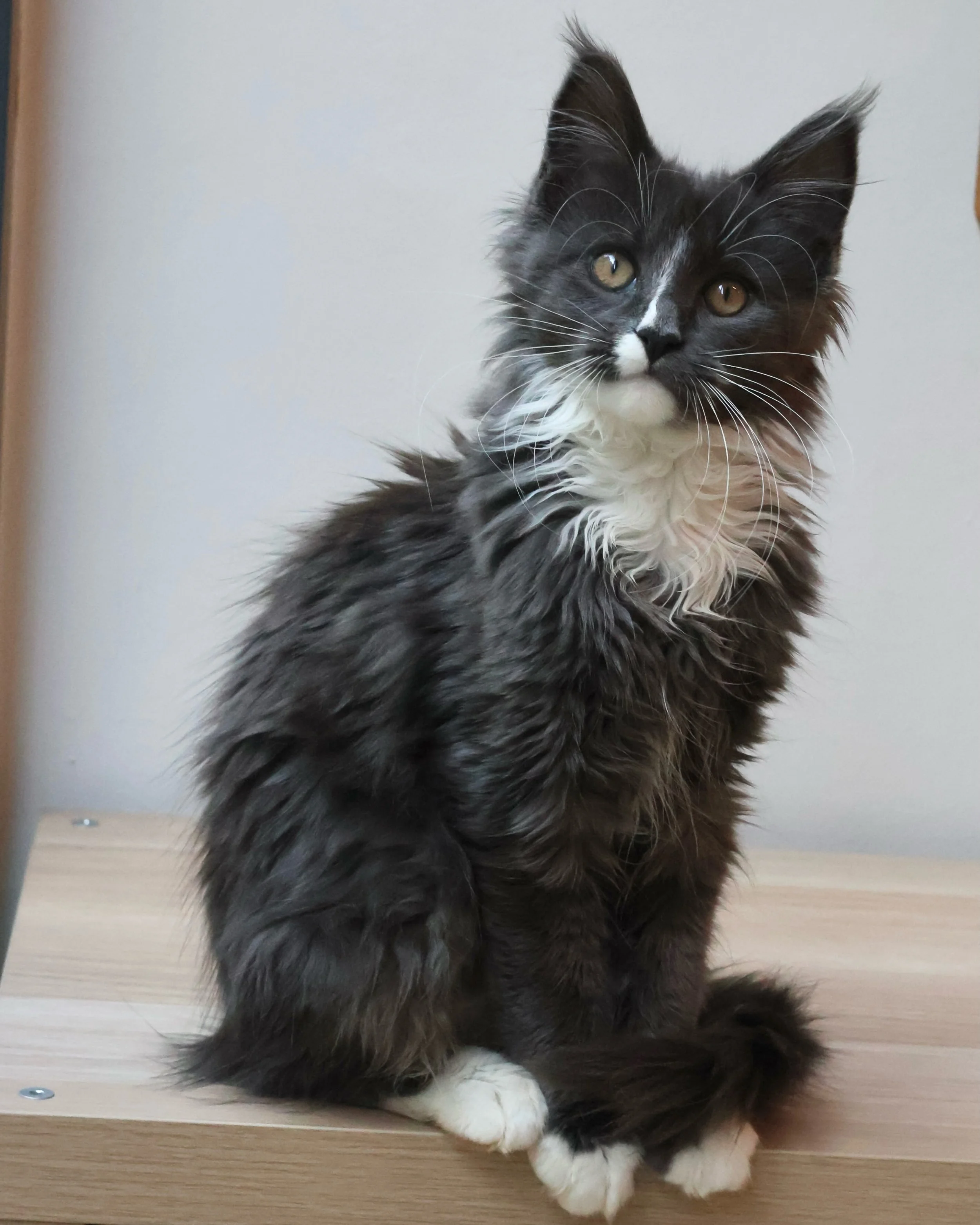 Found Loving Home 🏡 

Meet Margaux, our adorable blue bicolour Maine Coon girl. 💙

This sweet girl thrives on attention and will happily purr her way right into your lap the moment you sit down. Beyond her giant personality, she has soft, ashy blue