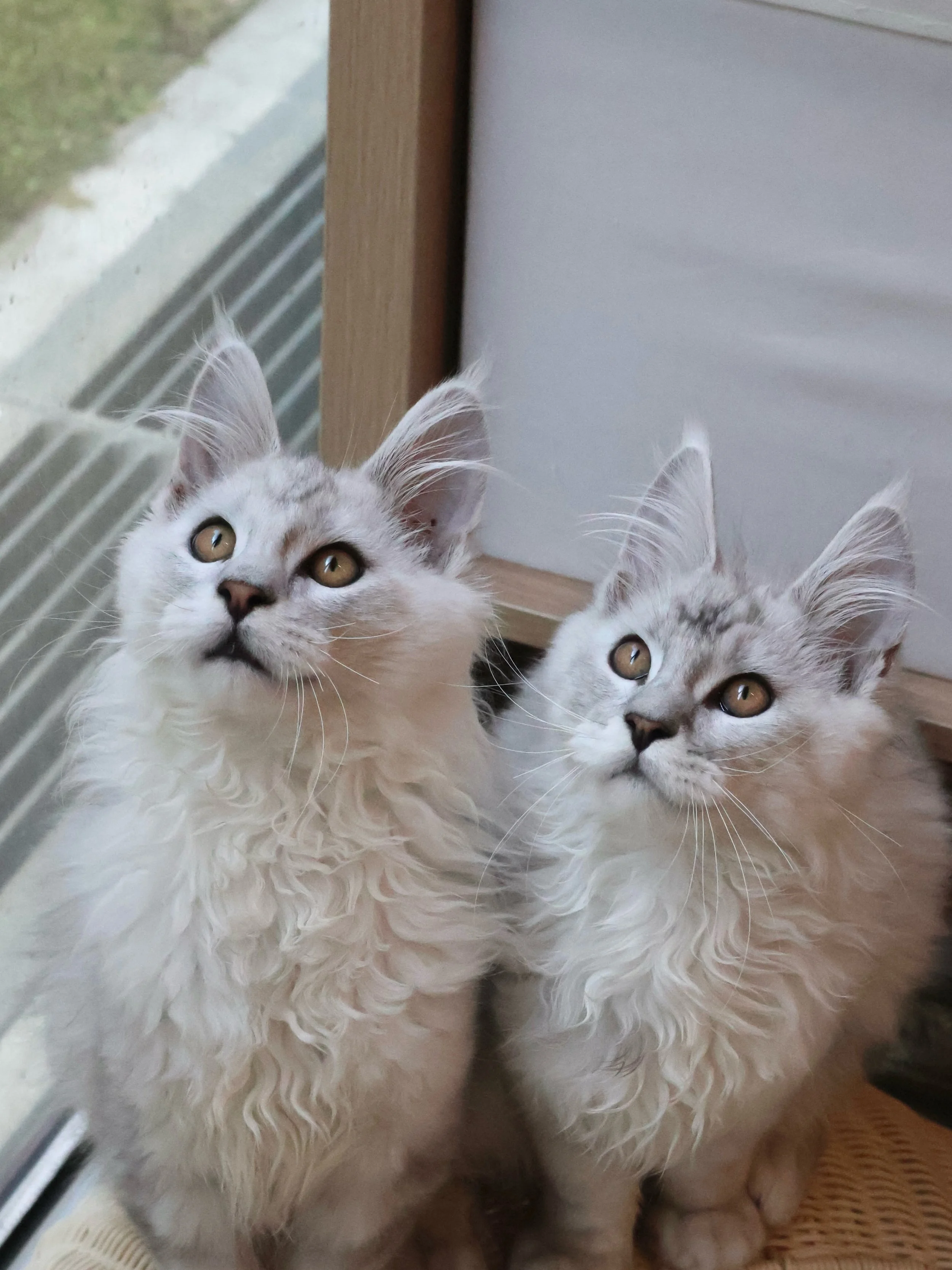 Both of our silver shaded Maine Coon boys, Theodore and Winston, have found their homes! 🏡🤍

Their frosted silver coat shimmers under light and is even more impressive in real life - they honestly look like little snow leopards with that dark eyeli