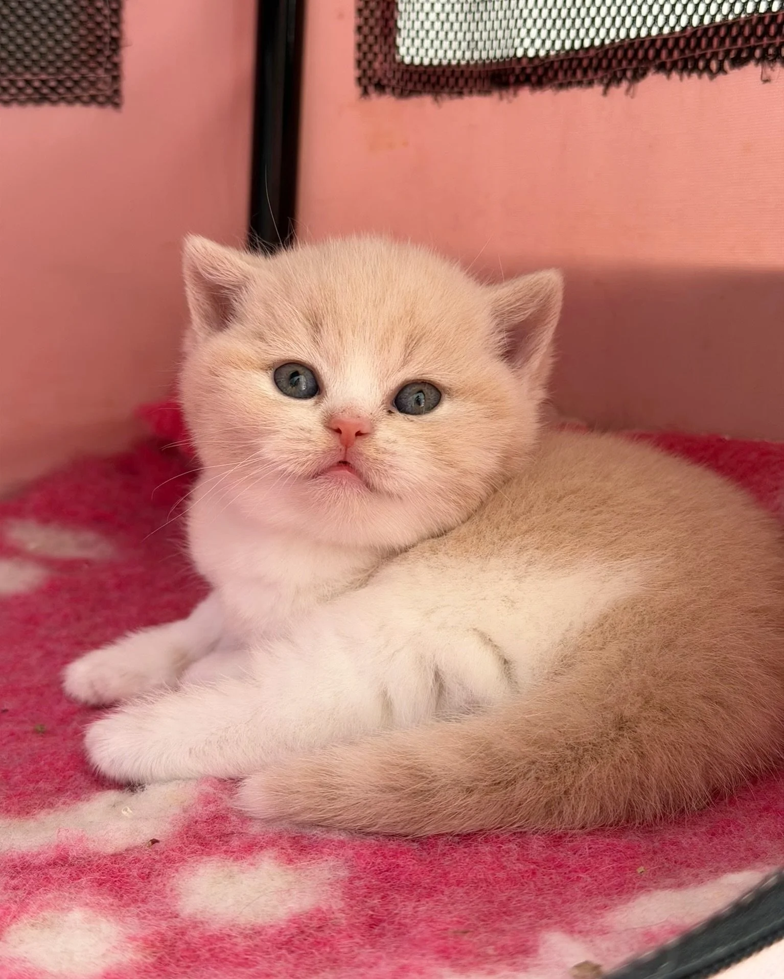 We will be welcoming three adorable British Shorthair boys this November - Cream Bicolour, Blue, and Lilac. 🧸

Keep an eye our page as we will be sharing more photos and updates as they grow! 🍼

If you would like to meet and welcome them home, drop