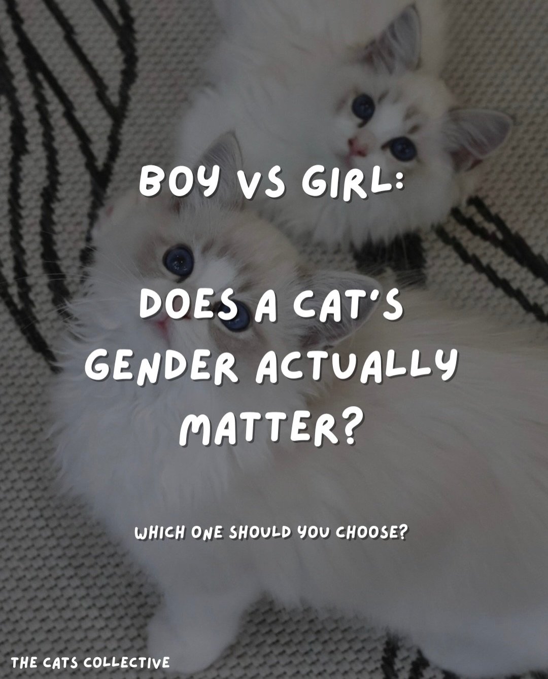 &ldquo;What is the difference between a boy and girl cat?&rdquo; 💭

It&rsquo;s probably one of the most common questions we get, and the short answer is: it depends on what you value most.

If size and build matter to you:
Boys generally grow larger