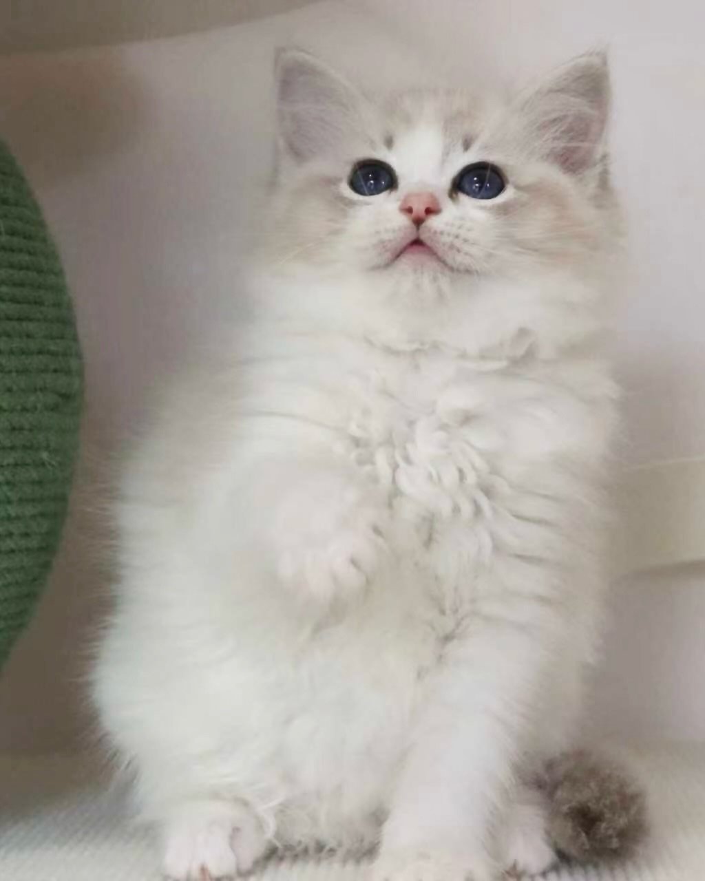 A little growth update on our upcoming Ragdoll litter 🤍

The four kittens are doing amazing! We&rsquo;ve got two boys and two girls in this batch, and they&rsquo;re getting bigger and fluffier by the day. We can&rsquo;t wait to introduce each of the