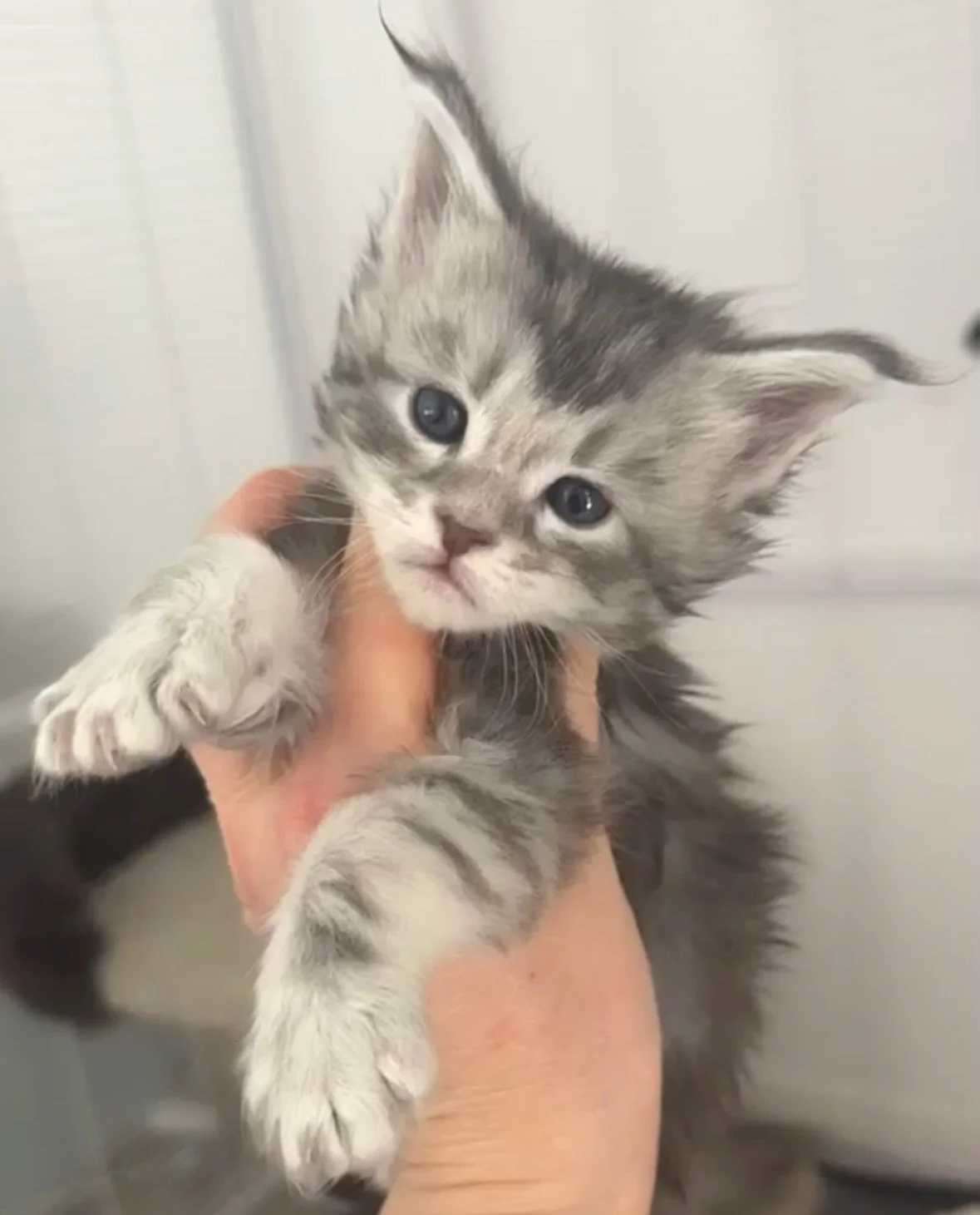 Peek-a-boo! Here&rsquo;s a little sneak peek of what&rsquo;s coming in January 2027 🎃

We&rsquo;ll be welcoming 3 gorgeous silver Maine Coon kittens - two boys and one polydactyl girl!

If you&rsquo;re looking to bring home a Maine Coon kitten early