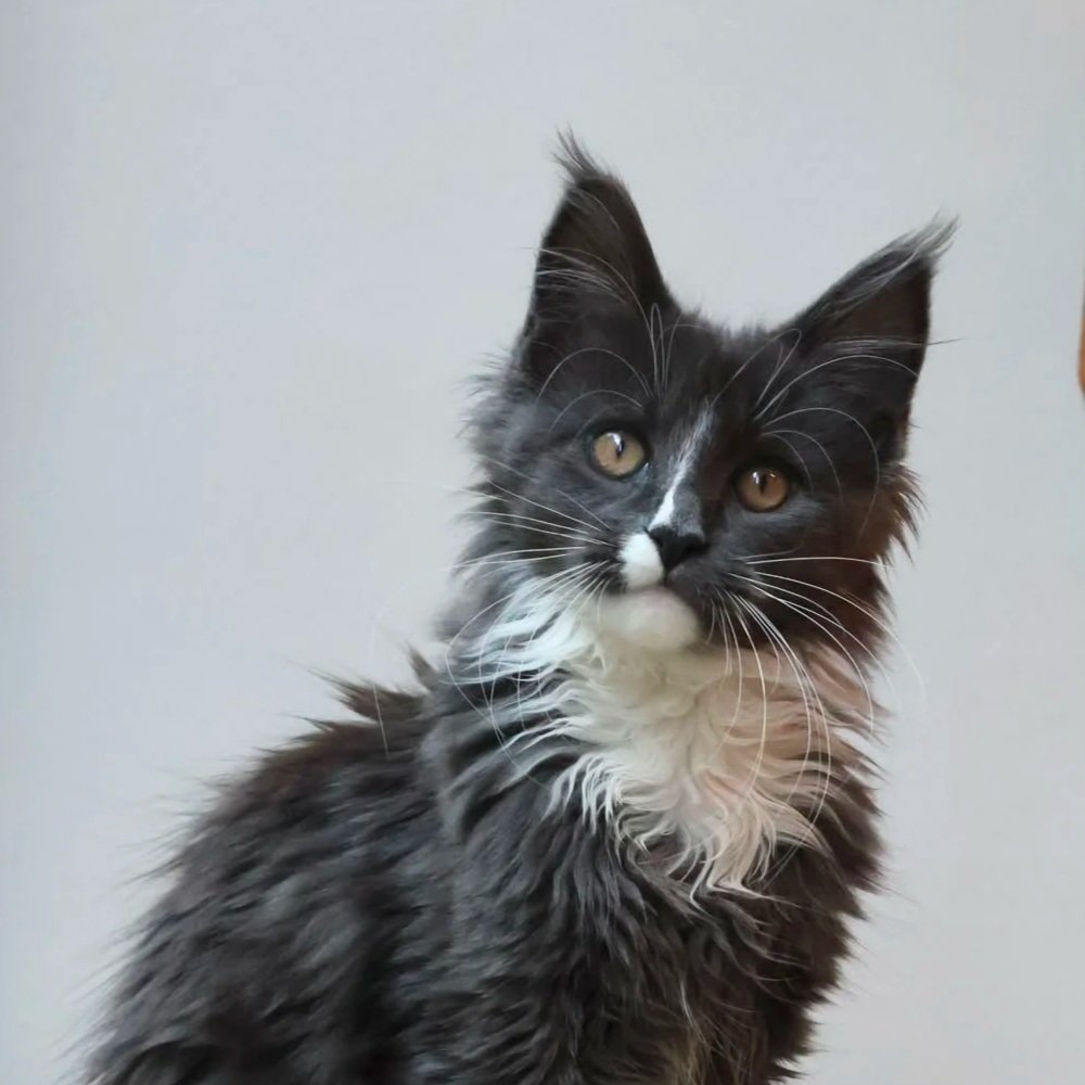 blue bicolour maine coon new zealand