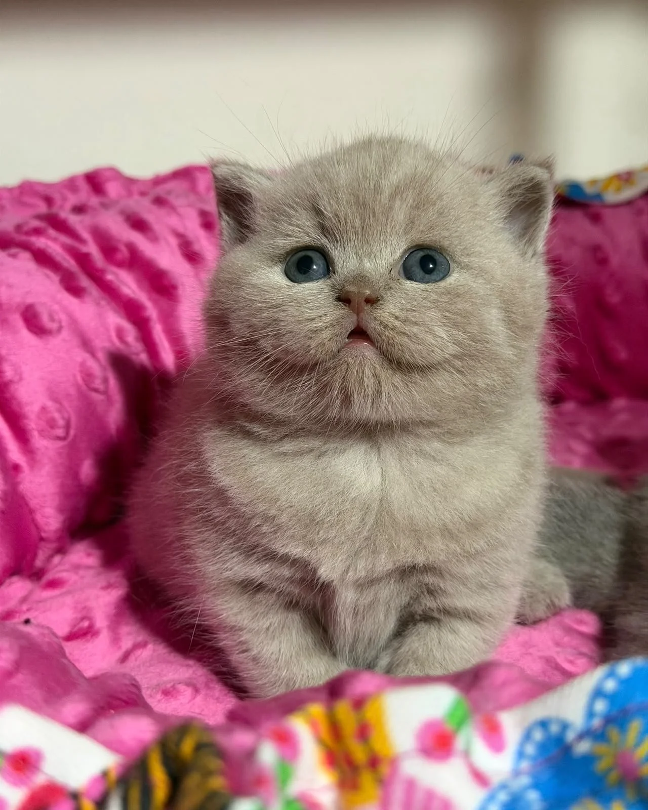 british shorthair lilac