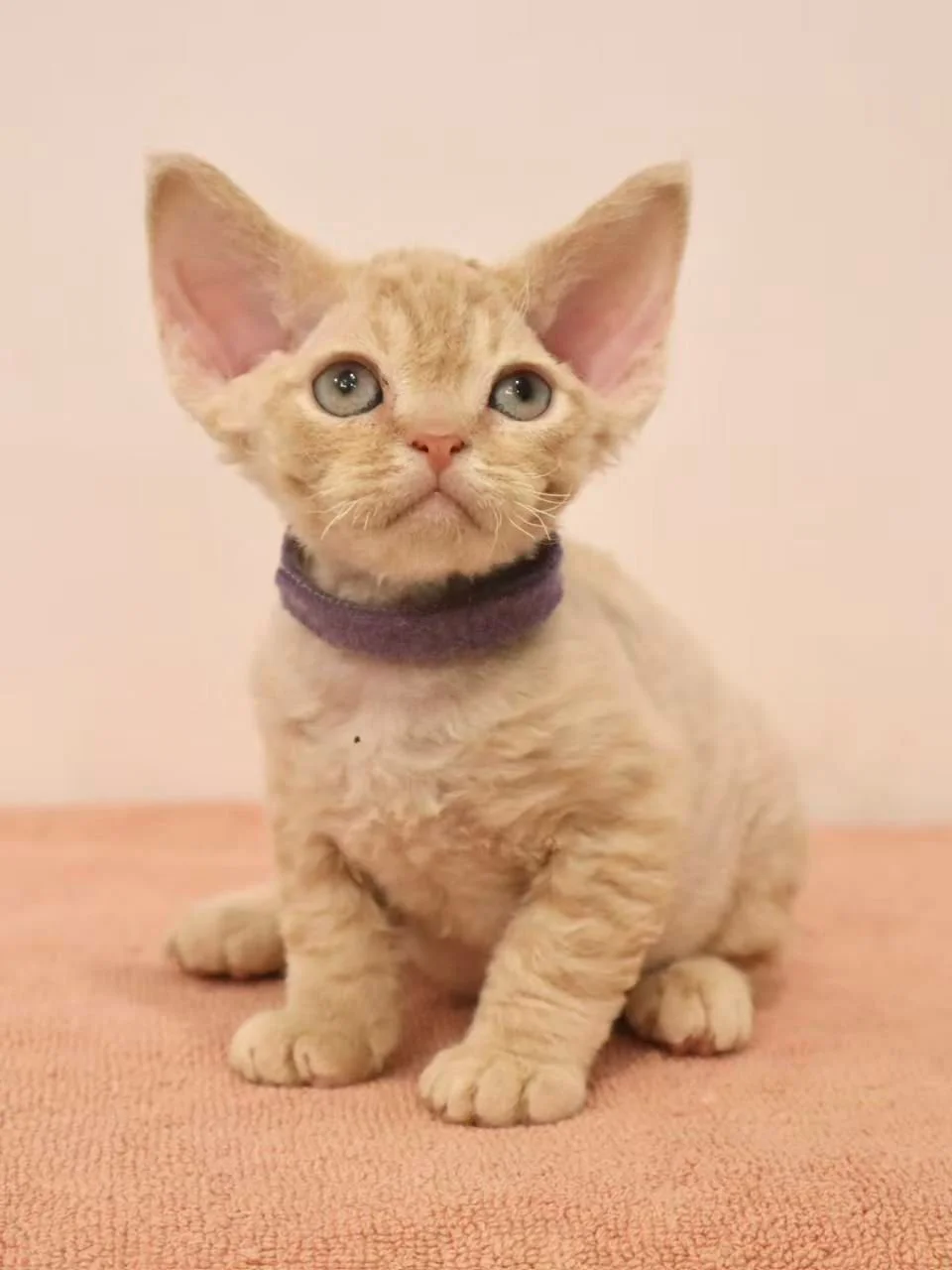 Devon Rex kitten