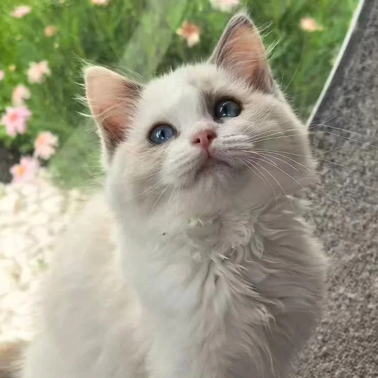 blue tortie bicolour ragdoll new zealand