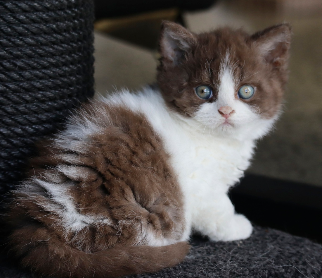 selkirk rex chocolate bicolour new zealand