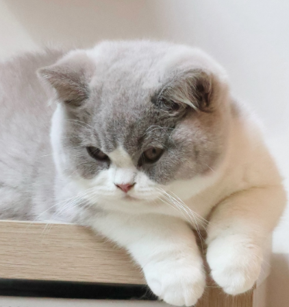 british shorthair lilac bicolour new zealand