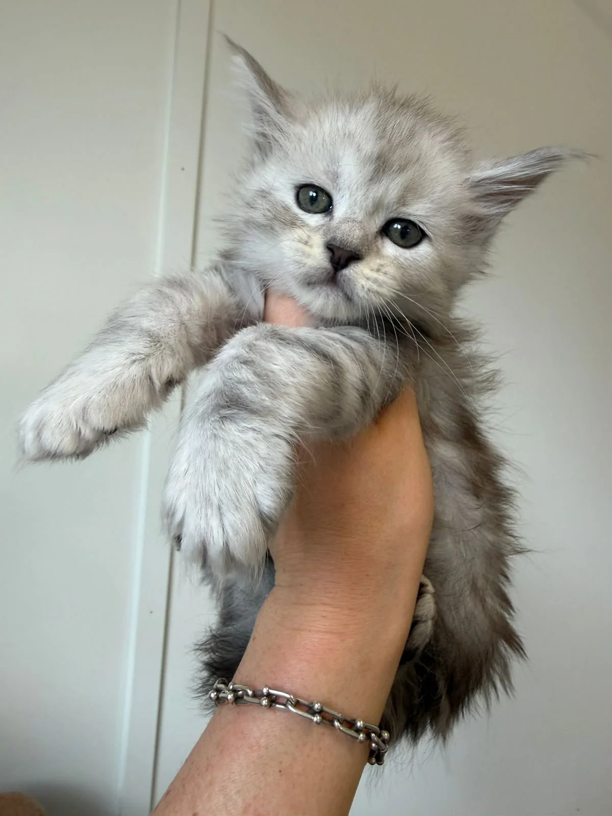 maine coon silver shaded new zealand