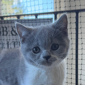 British Shorthair kitten blue bicolour new zealand