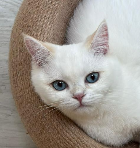British Shorthair kitten golden point blue golden new zealand