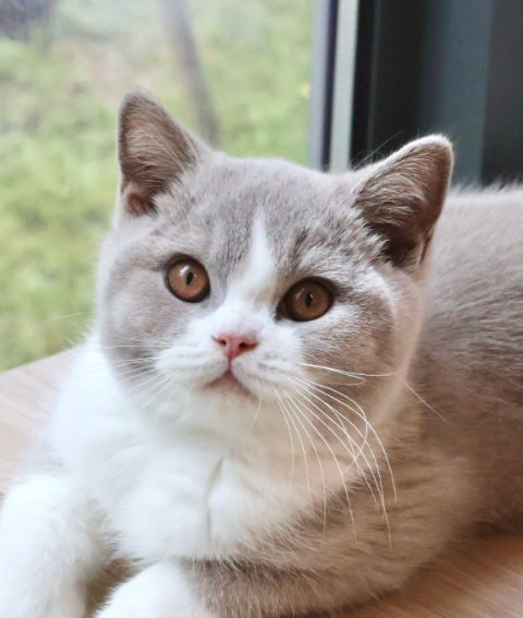 british shorthair lilac bicolour new zealand