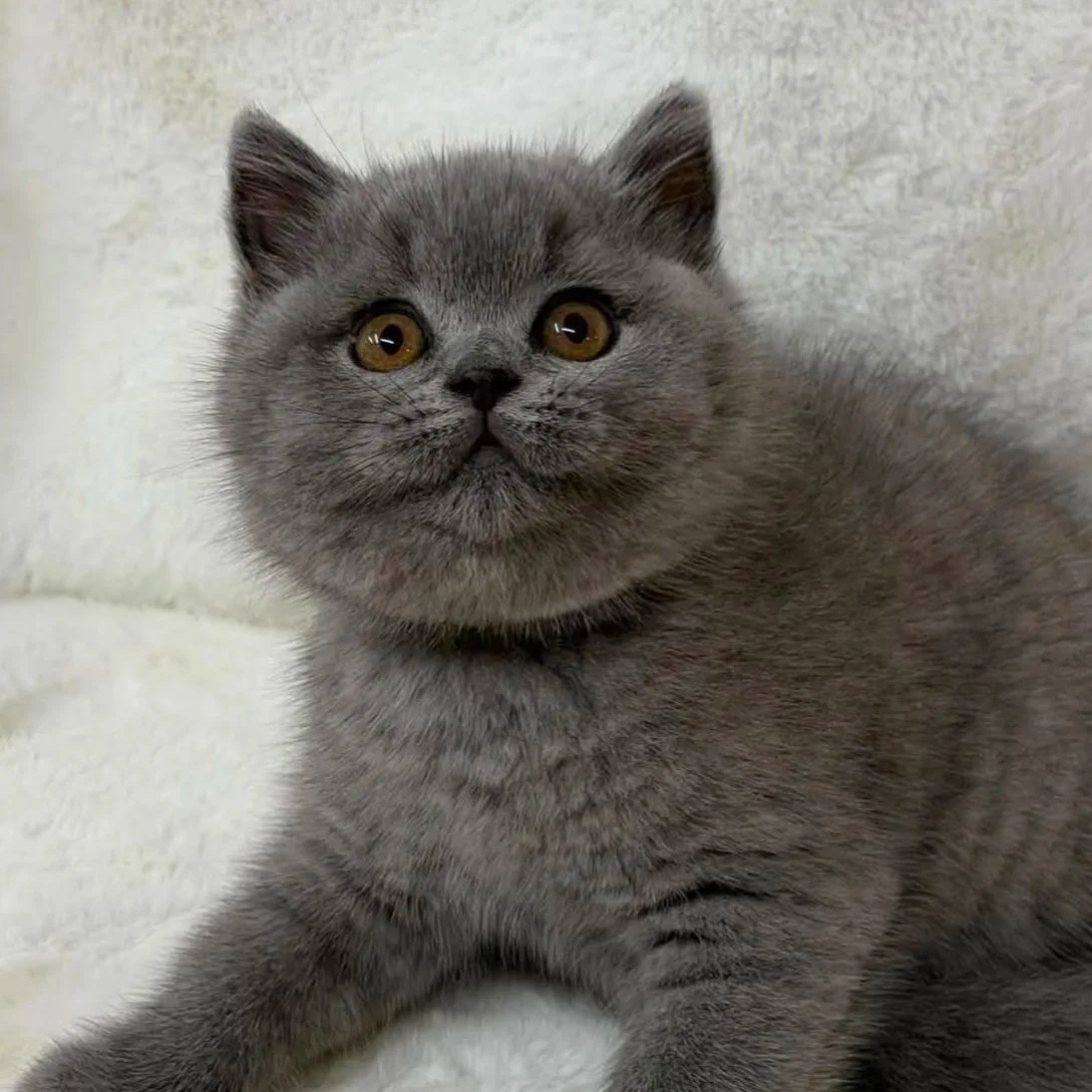 british shorthair blue