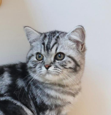 silver tabby british shorthair new zealand