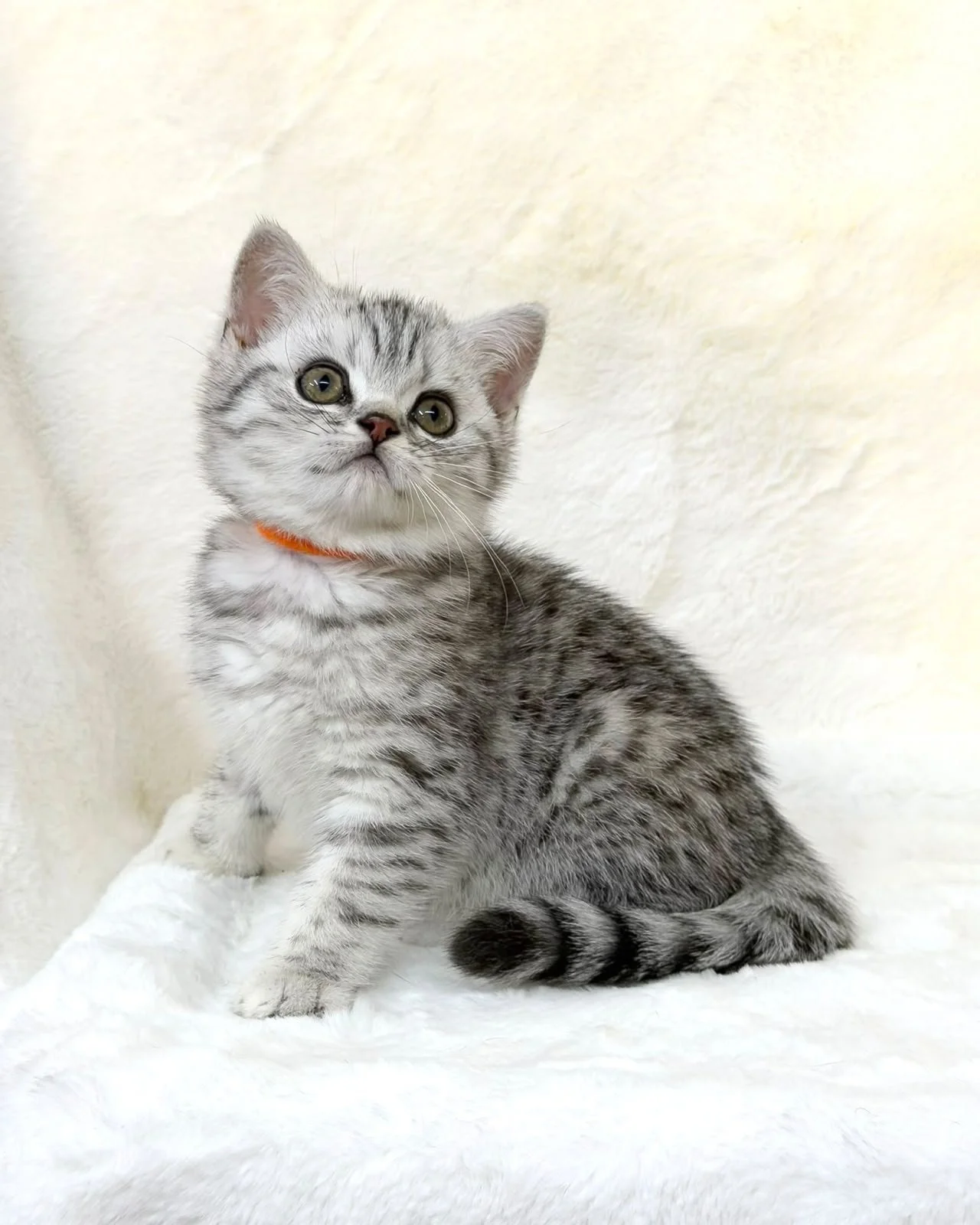 british shorthair spotted tabby