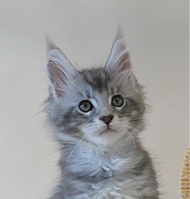 black silver tabby maine coon kitten new zealand