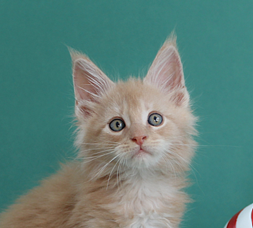 Maine coon kitten new zealand cream silver tabby