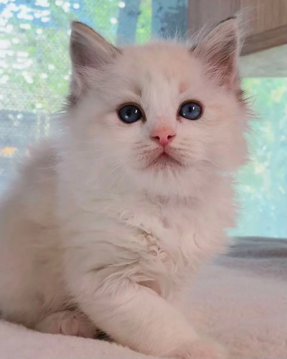 seal lync bicolour ragdoll new zealand