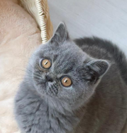 British shorthair solid blue new zealand