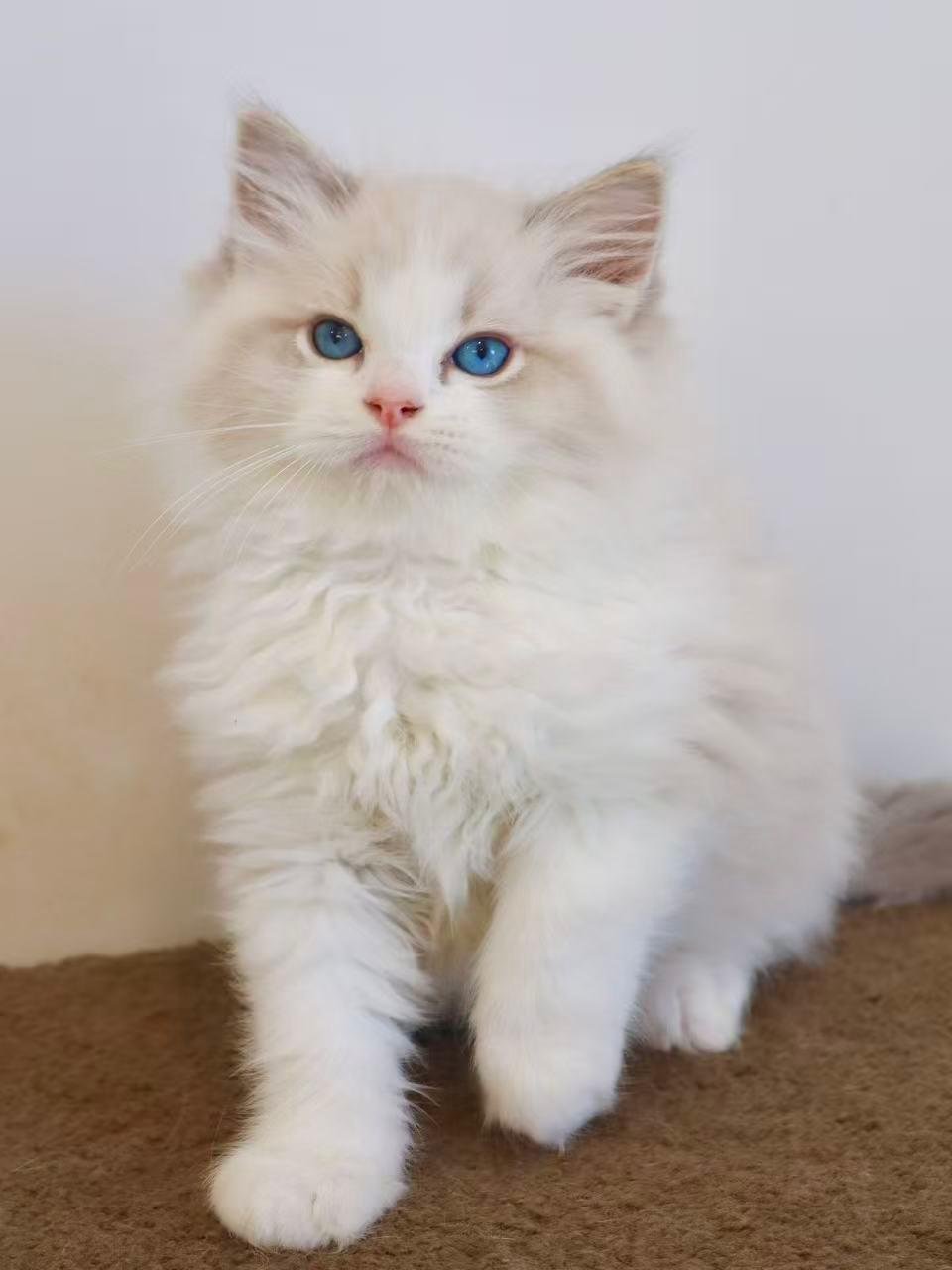 ragdoll blue tabby bicolour new zealand