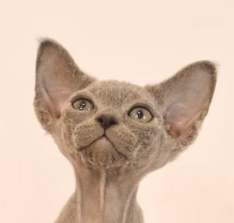 Devon Rex kitten solid blue new zealand