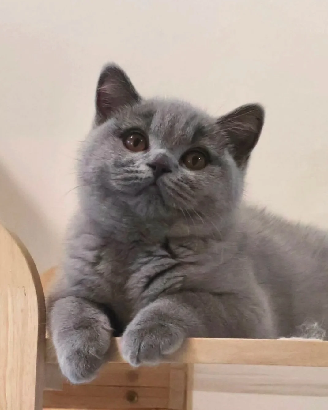 british shorthair blue