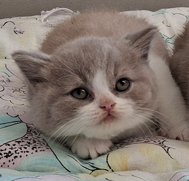 lilac bicolour british shorthair new zealand