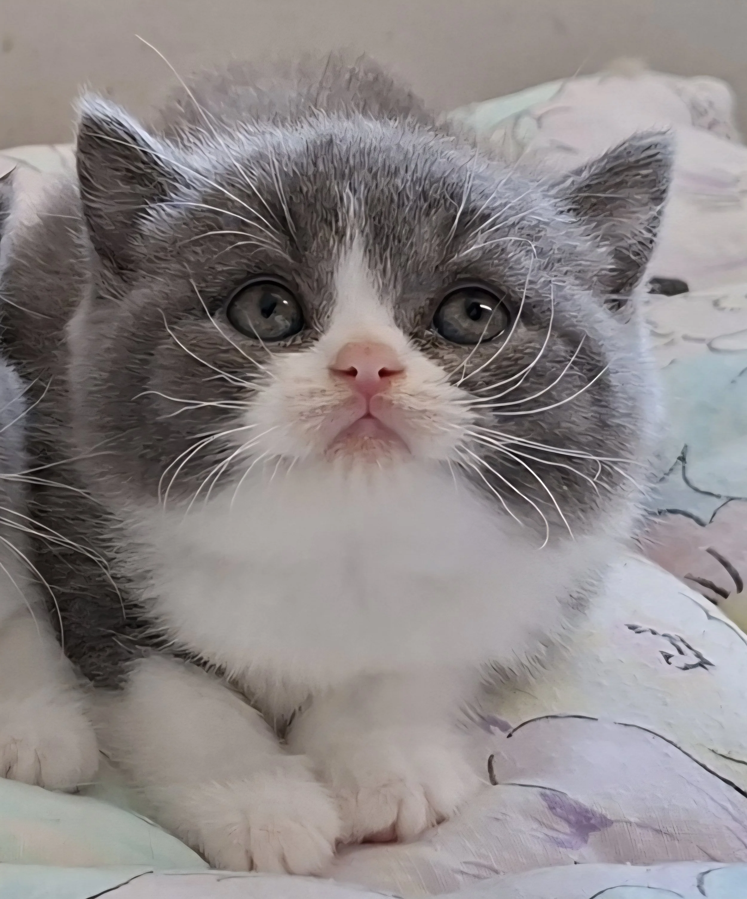 blue bicolour new zealand