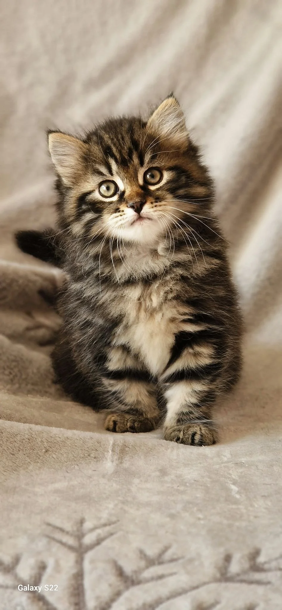 Traditional Siberian Kitten United Kingdom UK Brown Tabby Boy