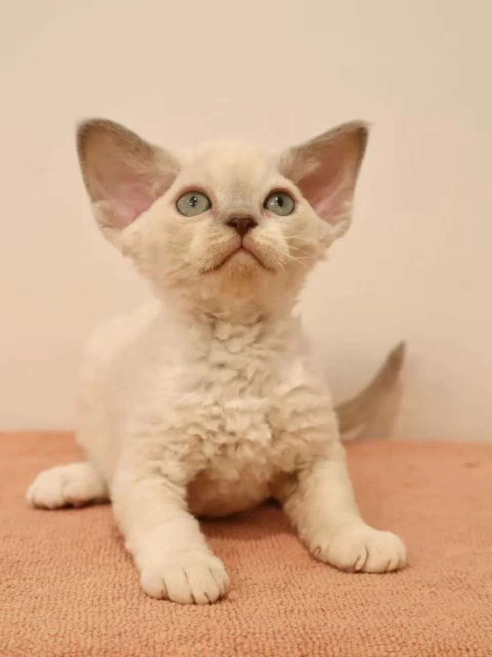 devon rex lilac point new zealand