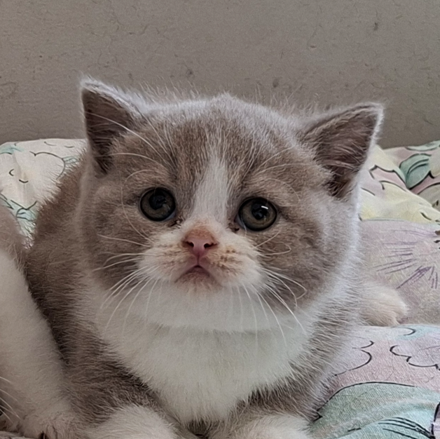 lilac bicolour british shorthair new zealand