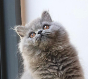 British longhair kitten blue new zealand