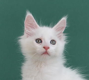 Maine coon kitten new zealand white