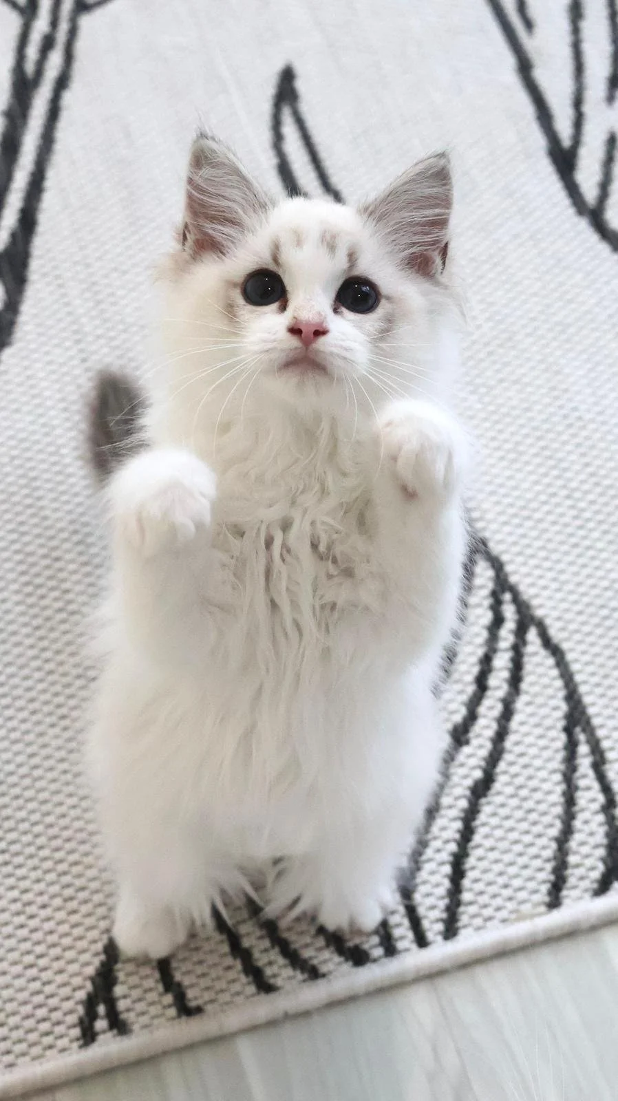 seal bicolour lynx ragdoll new zealand