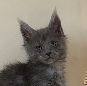maine coon black smoke polydactyl new zealand