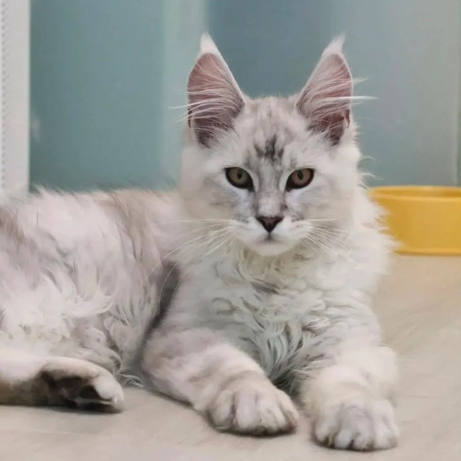 maine coon silver shaded new zealand