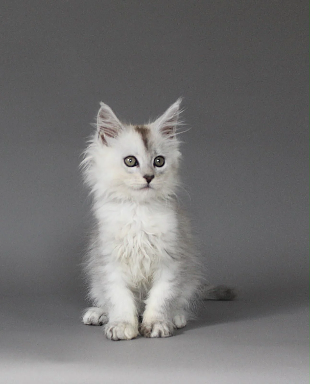 silver shaded maine coon new zealand