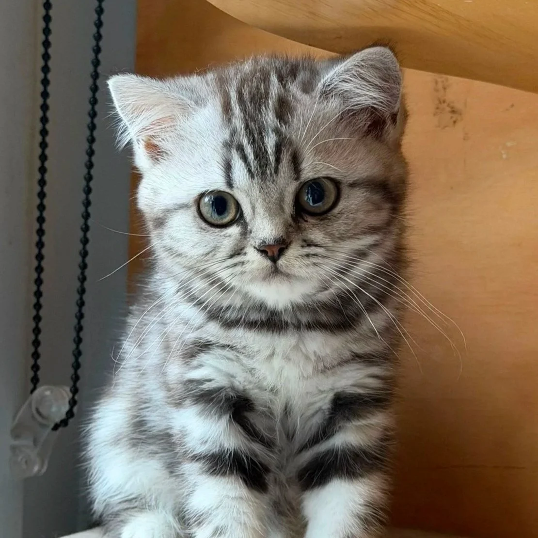 british shorthair silver tabby