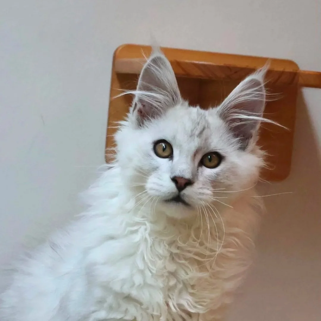 maine coon silver shaded new zealand